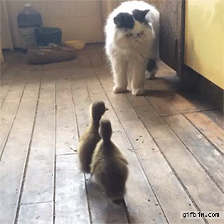 Гифки с кошками Гифки с кошками
