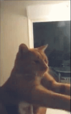 Гифки с кошками Гифки с кошками