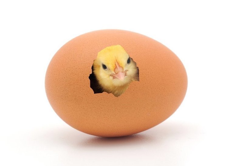 Пасхальные цыплята из вареных яиц