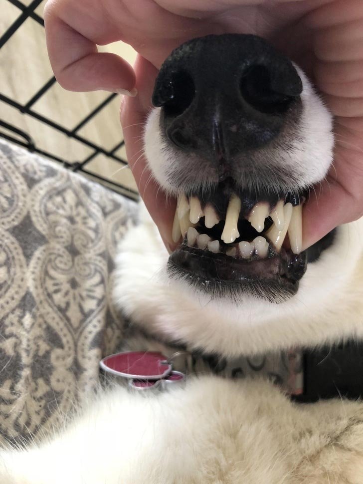 «Моя собака сломала нижний зуб, и вот как разросся теперь ее верхний зуб» 