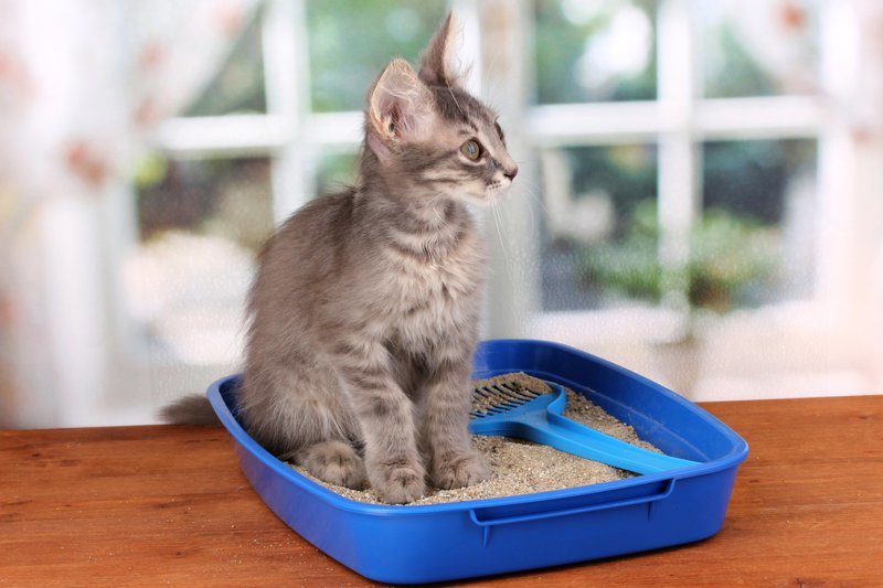 9. Если у вас есть кот, то наполнитель кошачьего туалета некоторые предлагают использовать в качестве скраба