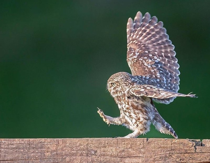 Фотограф сумел подловить сову на необычном развлечении