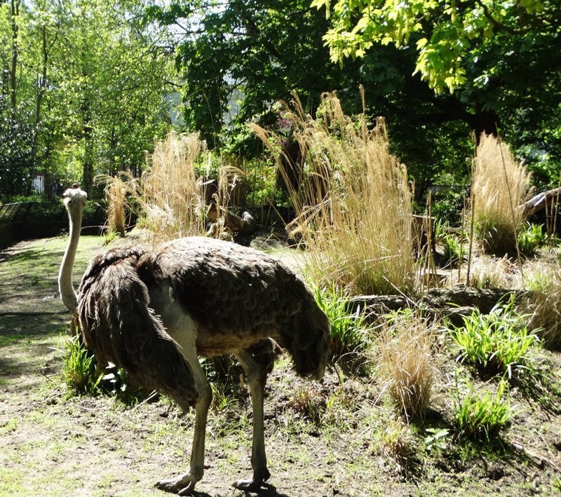 Королевский зоопарк Амстердама