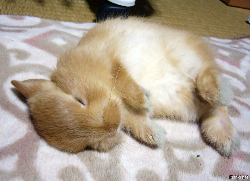 К чему снится кролик живой. Спящий зайчик.