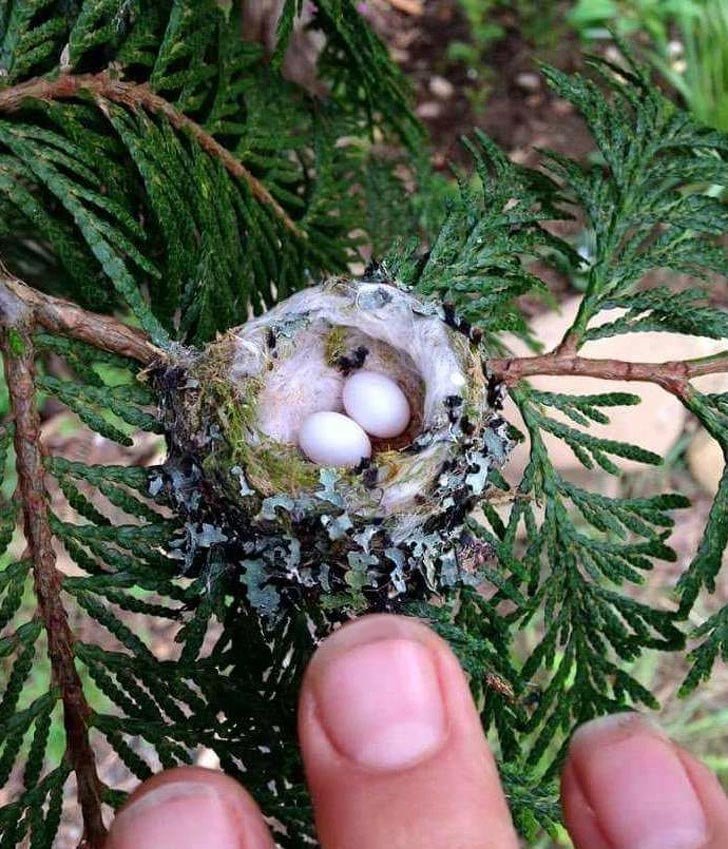 Это яйца колибри