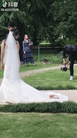 Свадебный кот