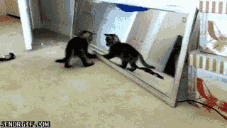 Гифки с кошками у зеркала