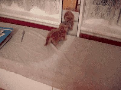 Гифки с кошками у зеркала