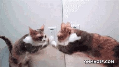 Гифки с кошками у зеркала
