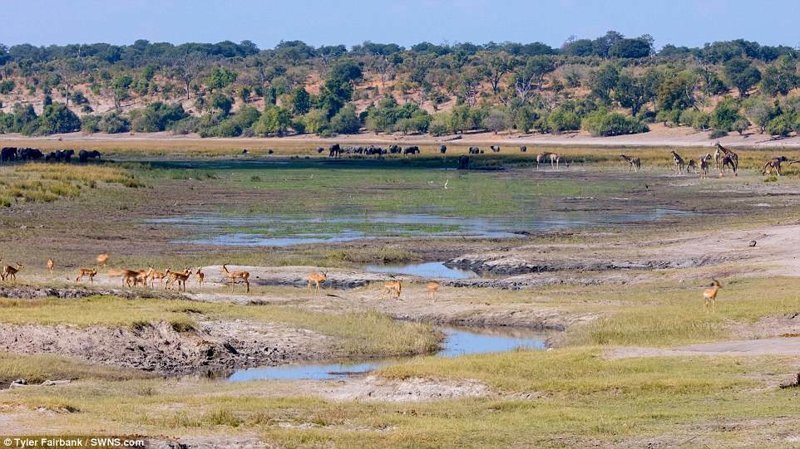 "Ботсвана - это одно из лучших мест в мире, где можно наблюдать за животными в их естественной среде обитания", - говорит фотограф.