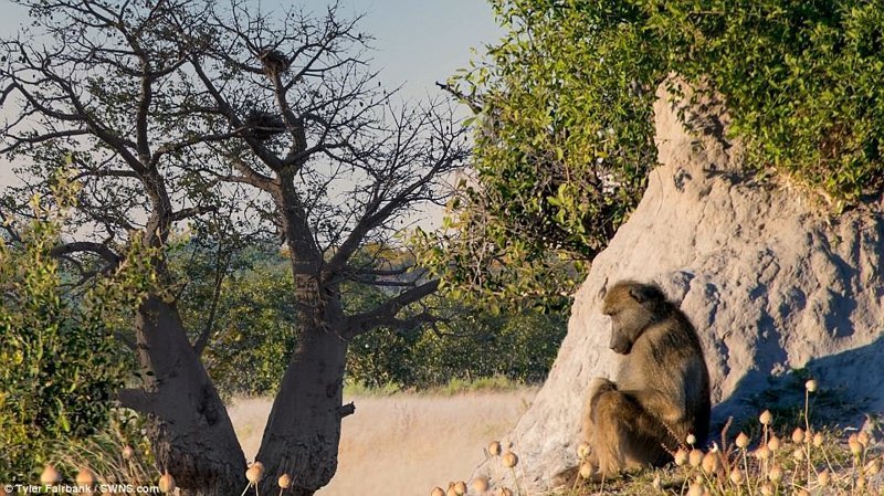 Фотограф показал сафари в Ботсване в гипнотическом таймлапс-видео
