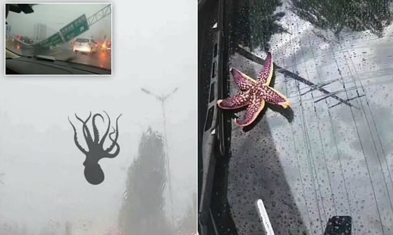 В Китае из-за тайфуна пошел дождь из осьминогов и других морских существ