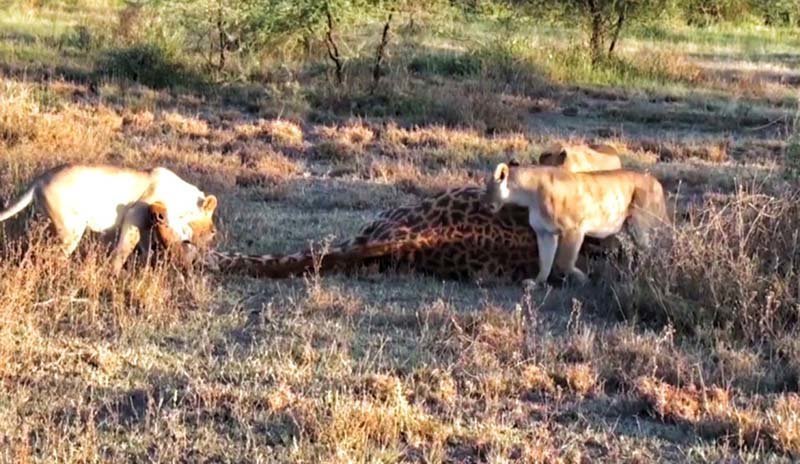 Четыре львицы работают в команде, чтобы добыть для себя жирафа