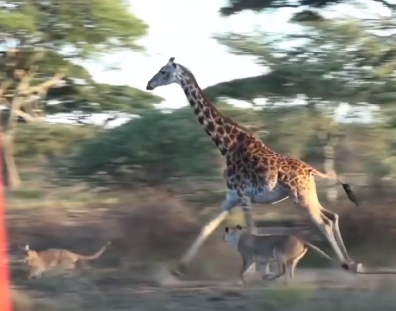 Четыре львицы работают в команде, чтобы добыть для себя жирафа