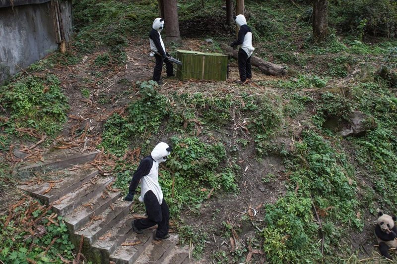 Смотрители в костюмах панд пытаются заманить панду Юн Тао в ящик, чтобы перевезти ее в другой вольер заповедника.