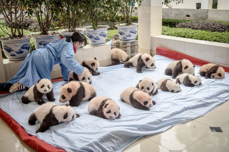 14 детенышей панды на одеяле в центре разведения и исследования панд.