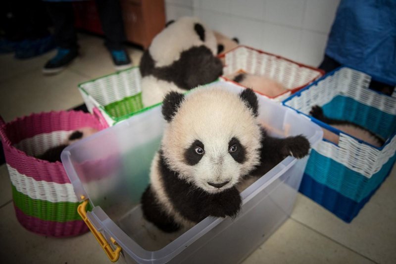 Родившаяся в неволе панда в корзинке готовится к переезду из здания в центр разведения в провинции Сычуань, Китай.