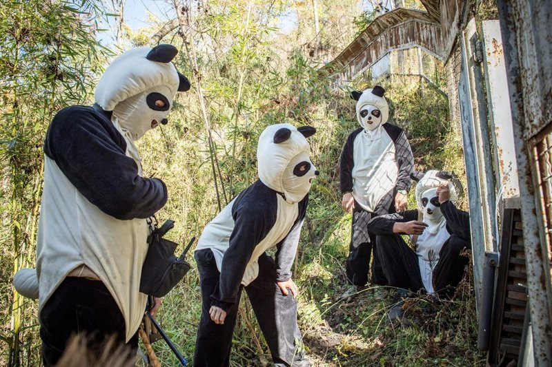 Чжан Хемин и другие смотрители ждут, когда панда выйдет из клетки.