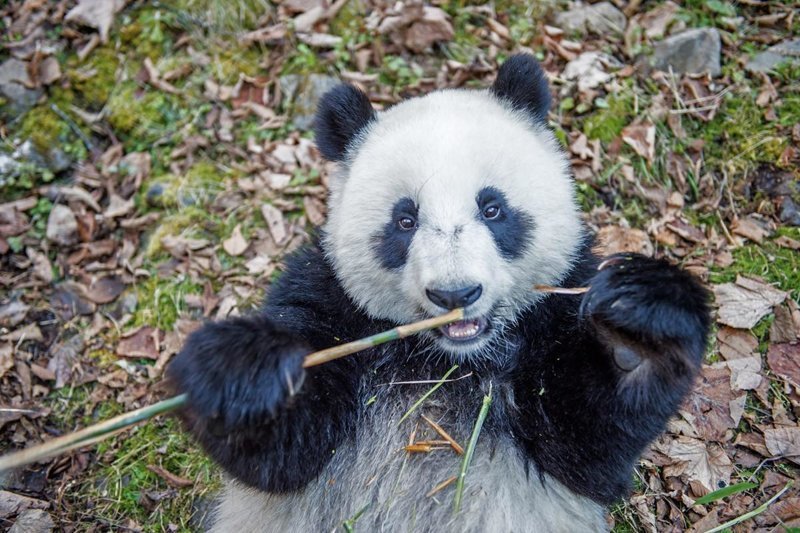 Родившаяся в неволе панда ест бамбук в лесу День Шень, что в провинции Сычуань.