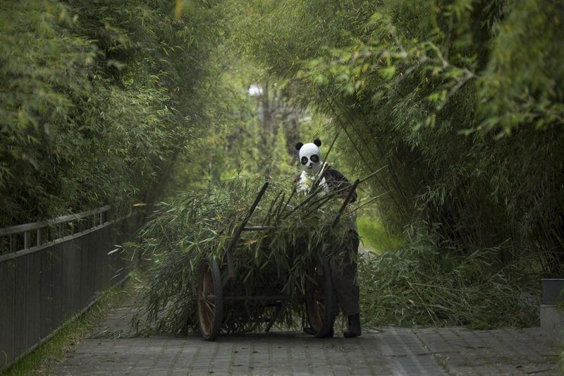 Работник центра везет бамбук пандам, которых готовят к жизни в дикой природе. 