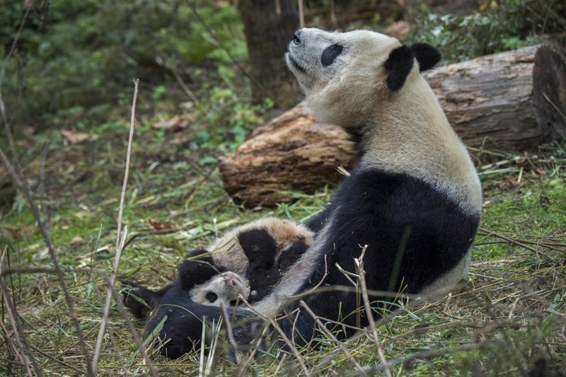 14-летняя панда по имени Ёё со своим детенышем.