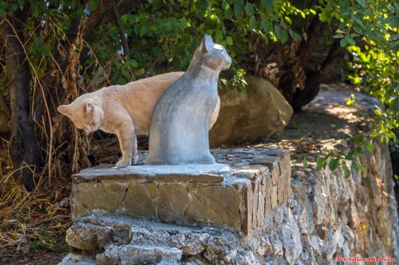 Кот-романтик, живет у дачи А.П. Чехова.