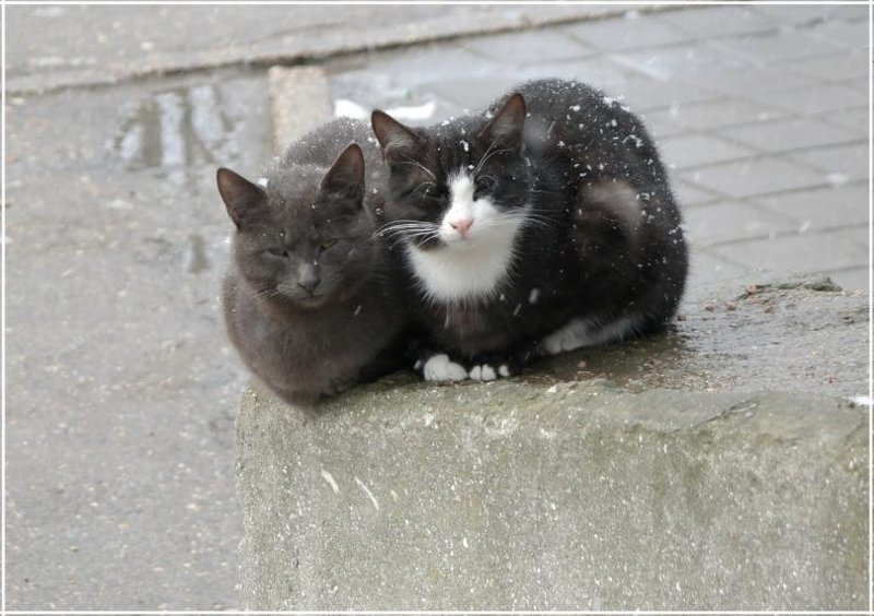 Кстати, зимой тут тоже коты водятся )))
