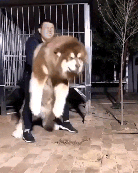 То ли собака, то ли медведь