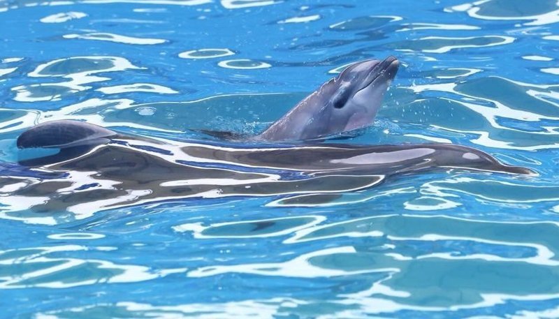 Самка дельфина стала мамой прямо во время выступления: видео