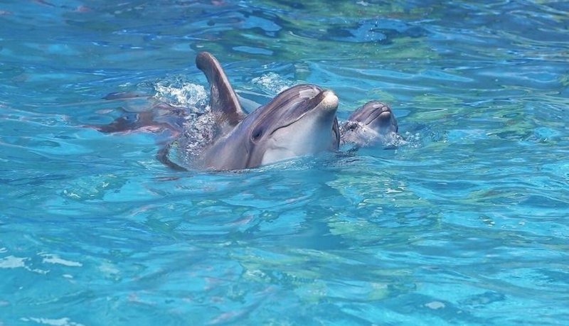 Самка дельфина стала мамой прямо во время выступления: видео