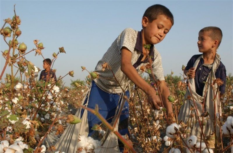 8. В Узбекистане тоже до сих используют детский труд