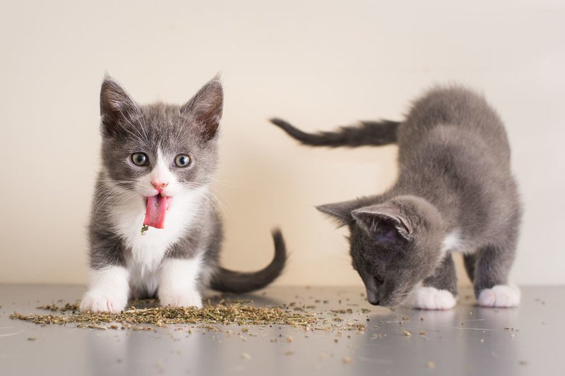 Коты и кошачья мята: вы еще не знаете, что такое кайф!