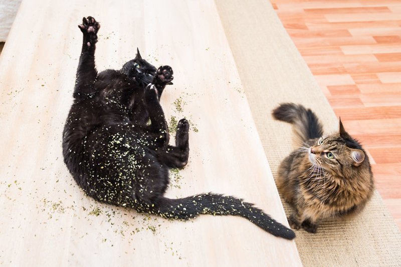 Коты и кошачья мята: вы еще не знаете, что такое кайф!