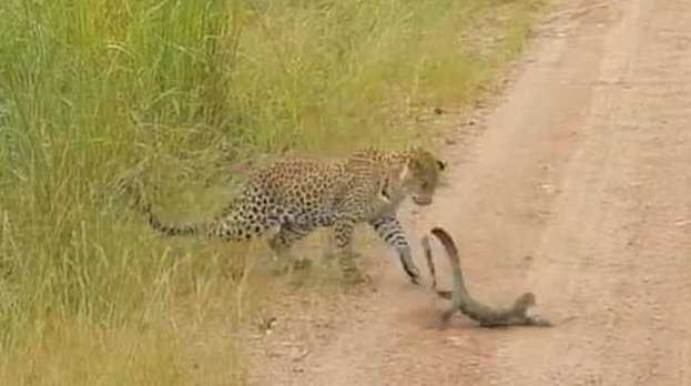 Битва в саванне: молодой леопард против варана