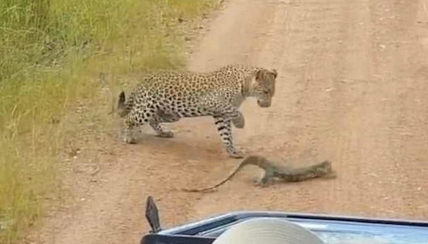 Битва в саванне: молодой леопард против варана