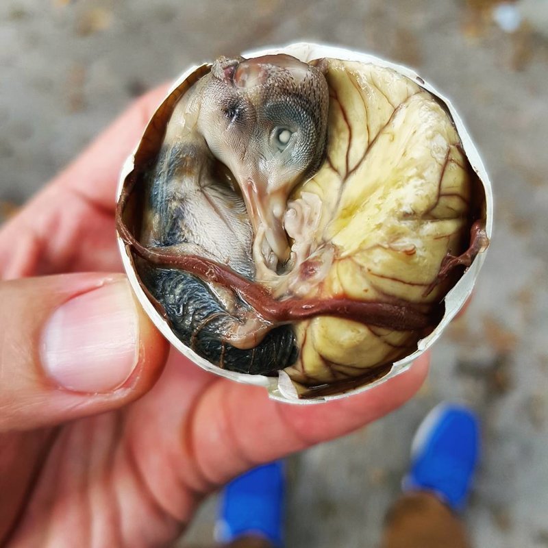 7. Balut, Филиппины. Мы просто осторожно скажем, что это развитый эмбрион утки — одно из популярных блюд местной уличной кухни