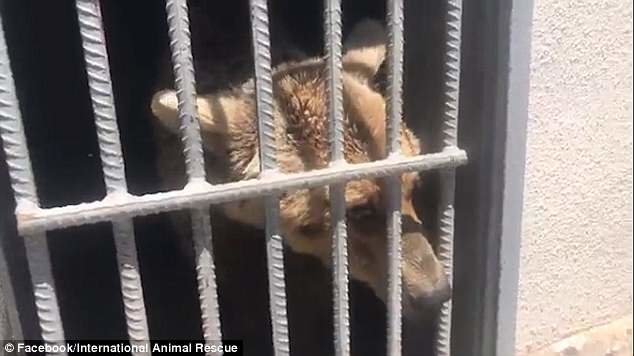 В зоопарке армянского города Эчмиадзин (Вагаршапат) долгое время жили два бурых медведя. Их держали в крошечном помещении с решетками на окнах