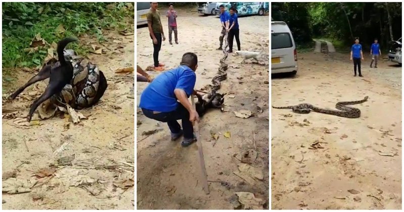 Жители тайской деревни отбили пса у душившего его питона