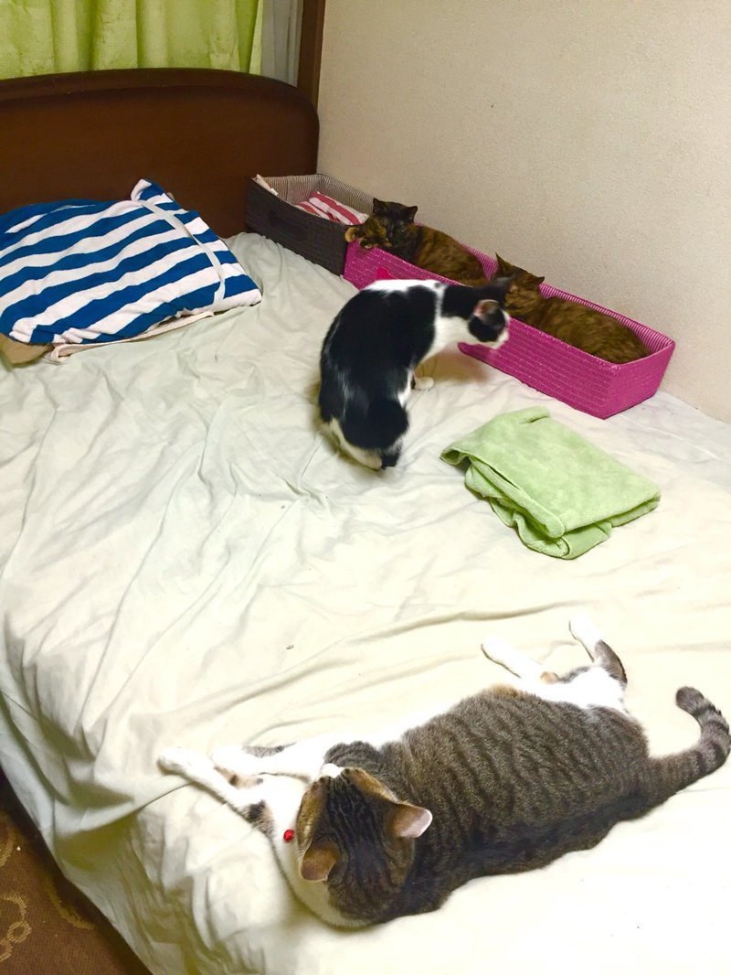Японец под ником tuntun страдал от ночного бесячества своих котиков. Именно поэтому он изобрёл простой способ, который тут же угомонил хвостатых