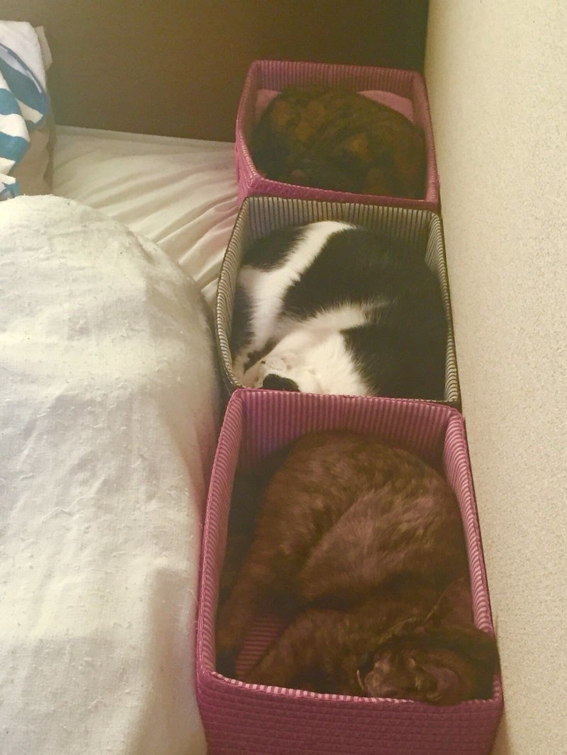 Он просто взял и поставил на кровать коробки, в которые поместил котов. Коты оценили и заснули
