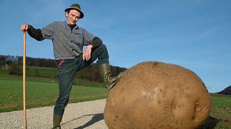 Как немцы выращивают картофель