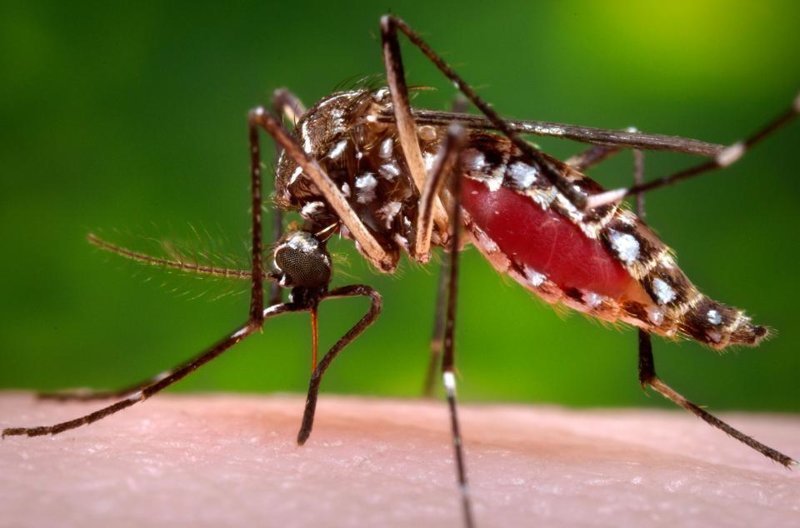 Билл Гейтс потратил $5 миллионов на выведение москитов, борющихся с малярией