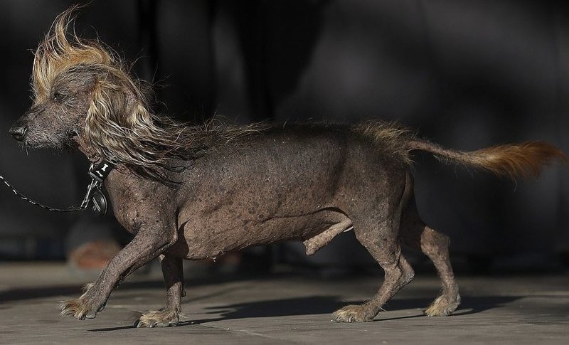 Английский бульдог Заза стал самой уродливой собакой в мире