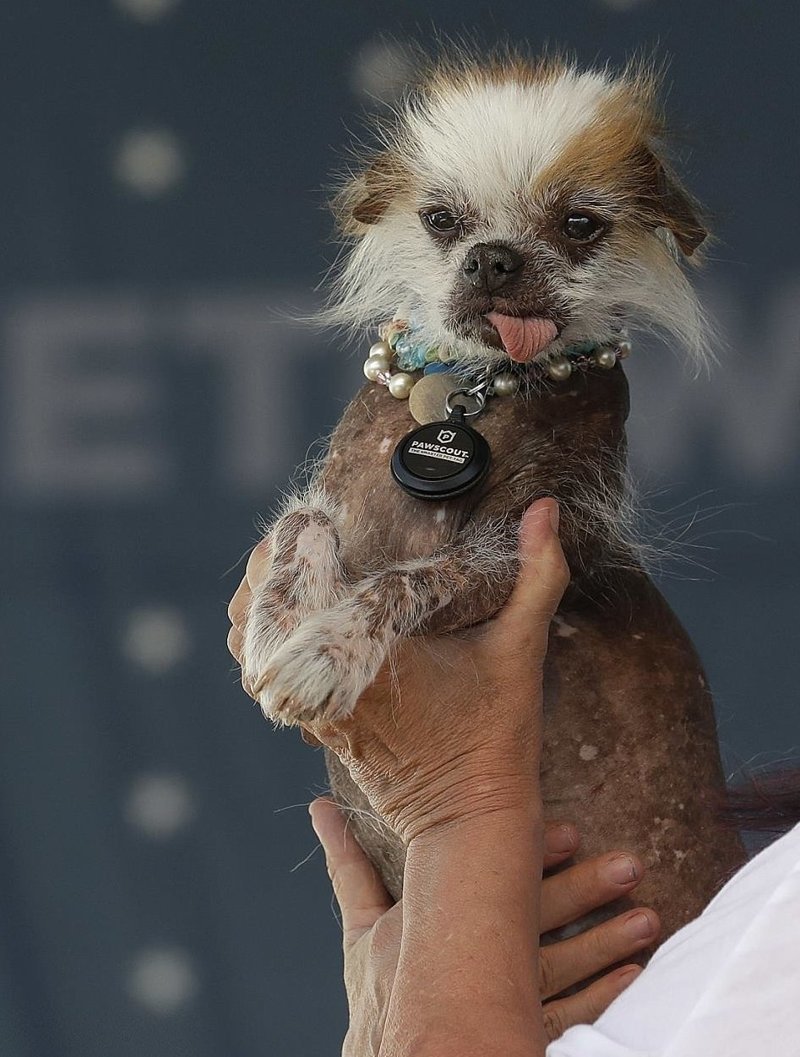 Английский бульдог Заза стал самой уродливой собакой в мире
