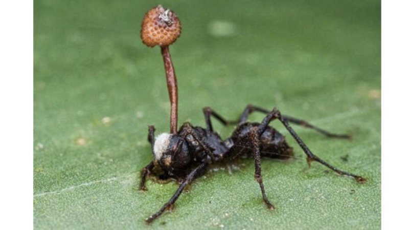 17. Этот муравей заражен кордицепсом, паразитическим грибом, который выглядит потрясающее. Гриб берет на себя функцию мозга муравья, превращая его в зомби, который делает то, что нужно грибу для выживания