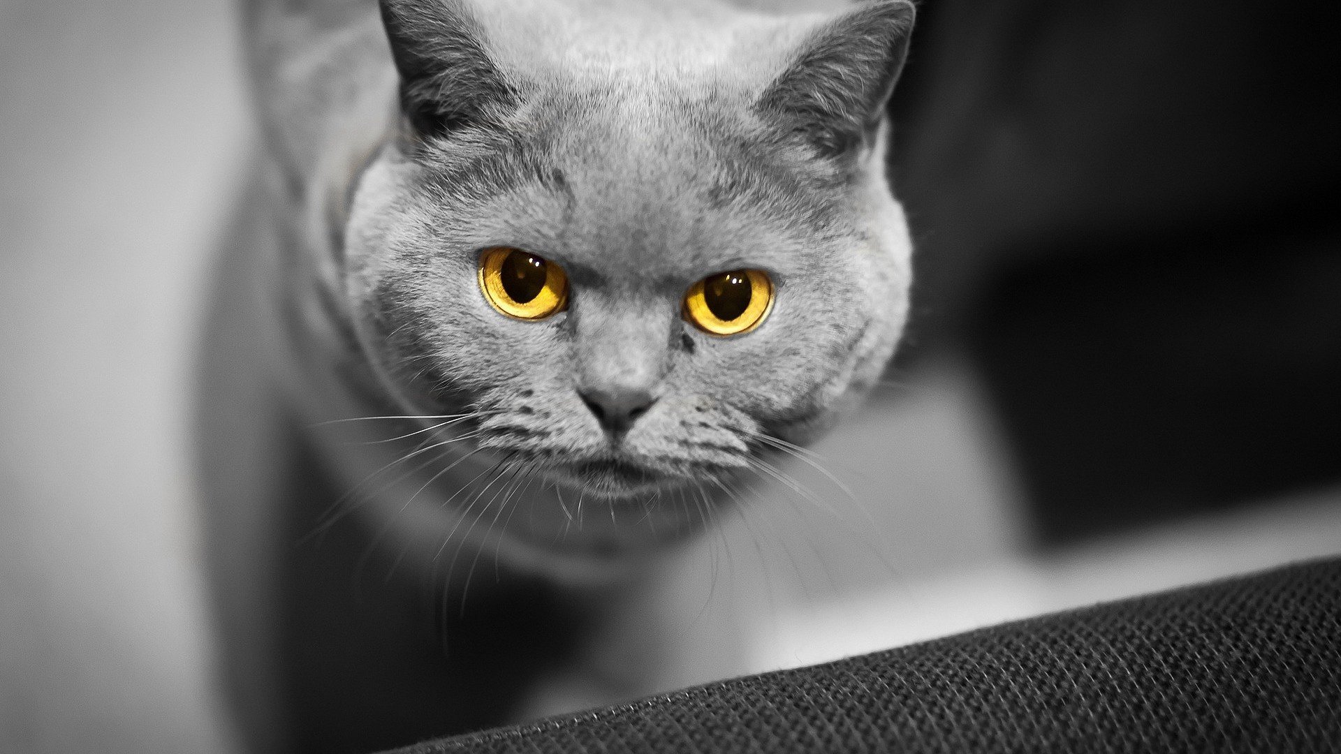 Серый кот с желтыми глазами