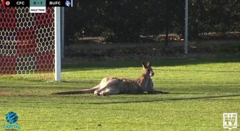 Тем временем в Австралии: кенгуру прервал футбольный матч, выбежав на поле