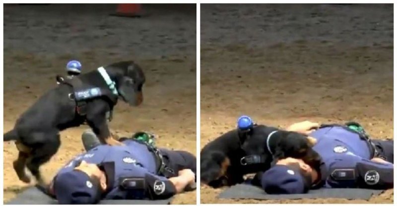 Храбрый пёс "спасает" полицейского с помощью непрямого массажа сердца
