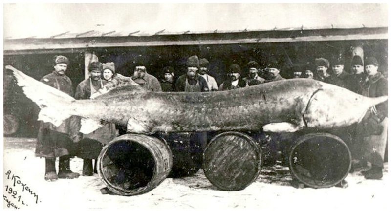 Самка Белуги, выловленная в Азовском море в 1921 году - вес 1227 килограмм, длина 5 метров