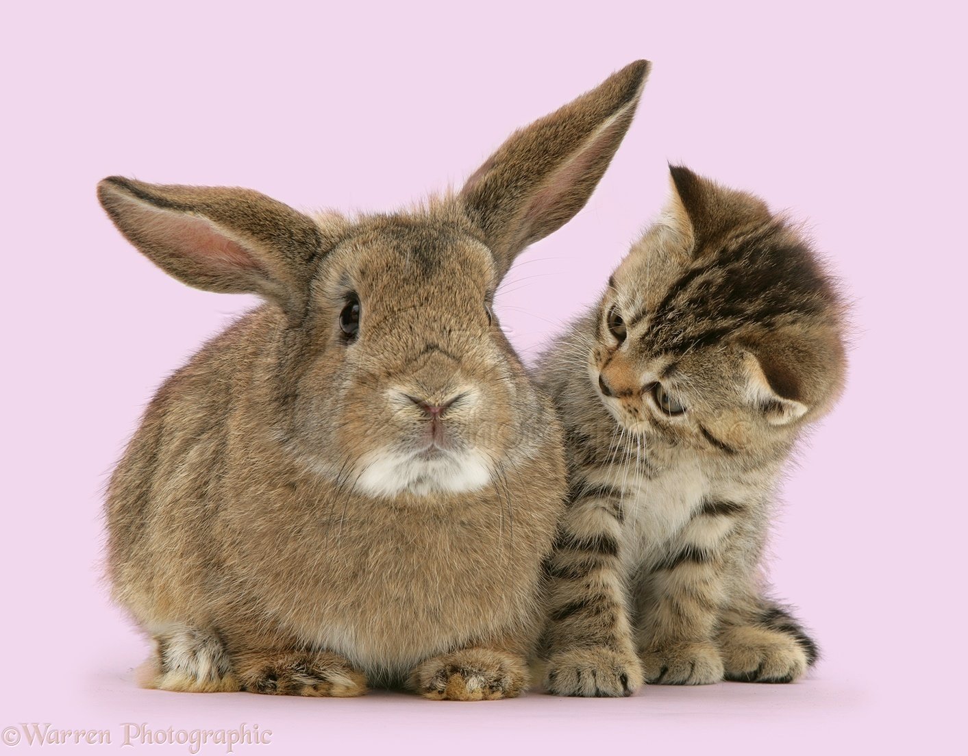 Кролик года жизни. Смешной заяц. Кот и кролик. Кот и кролик вместе. Кролик и котенок.